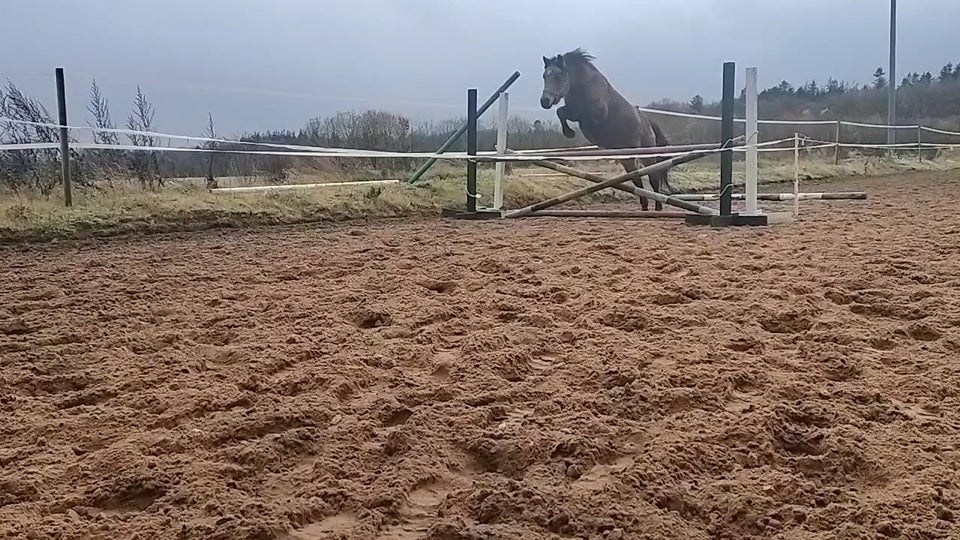 Blanding, vallak, 4 år