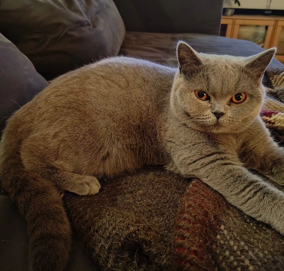 British Shorthair, hunkat, 2 år