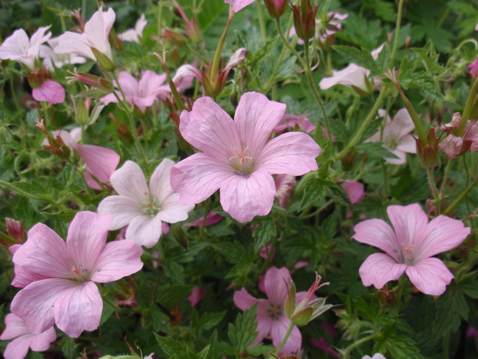 Stauder, Geranium x oxonianum