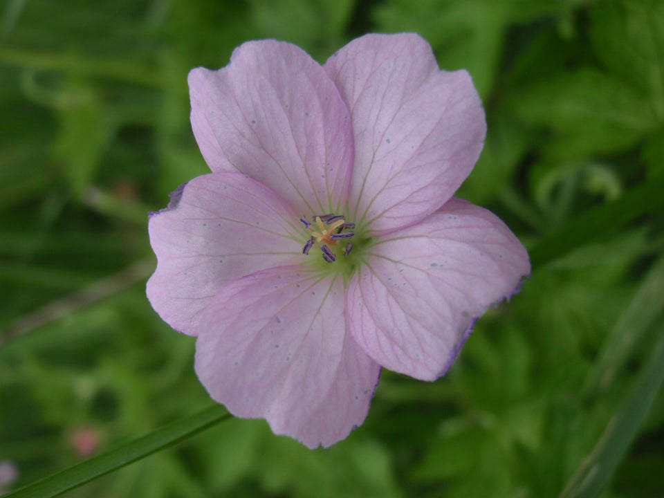 Stauder, Geranium x oxonianum