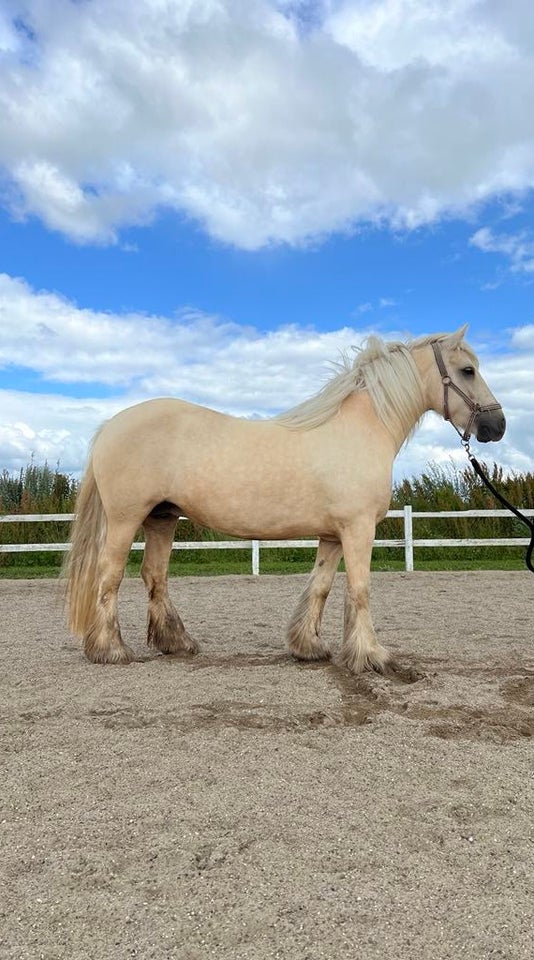 Irish Cob hoppe 6 år