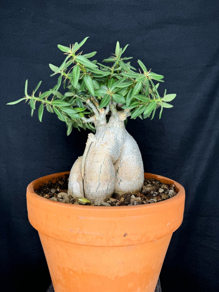 Caudex plante Pachypodium