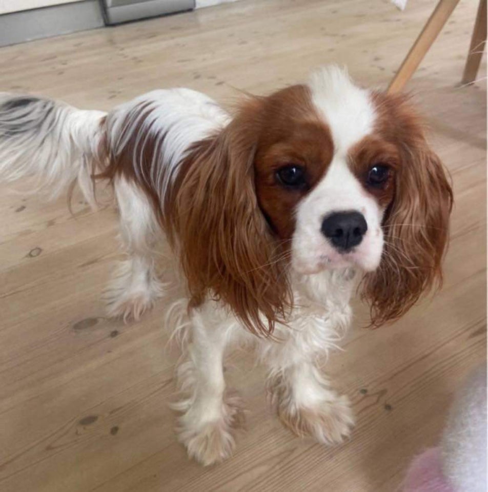 Malteser Cavalier King Charles