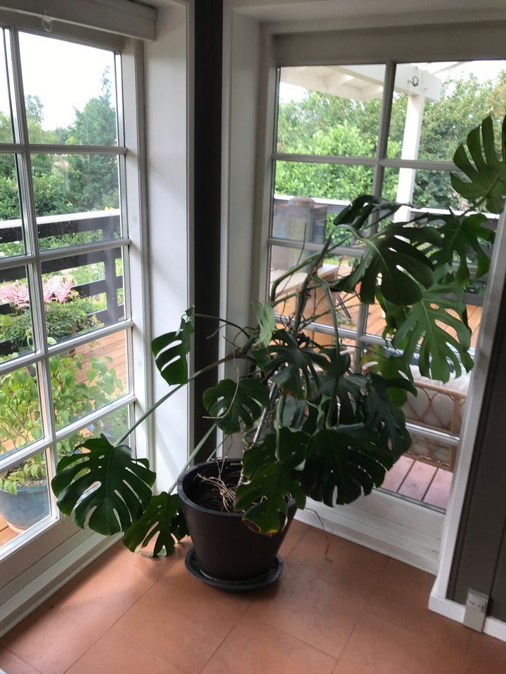 Stueplante Monstera