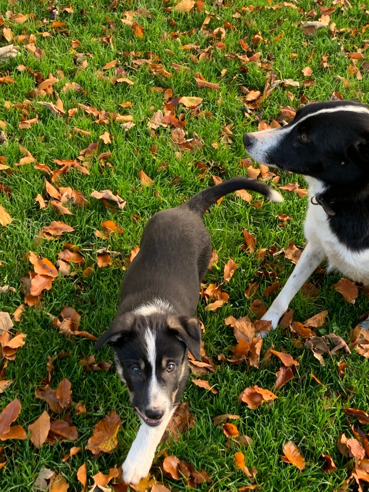 Border collie, hvalpe, 12 uger