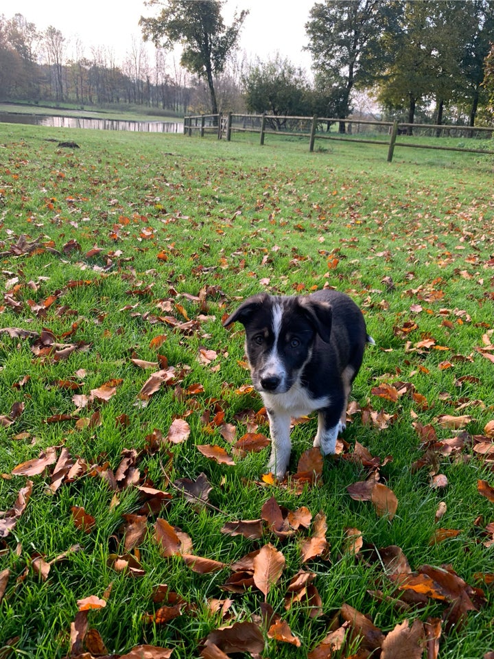 Border collie, hvalpe, 12 uger