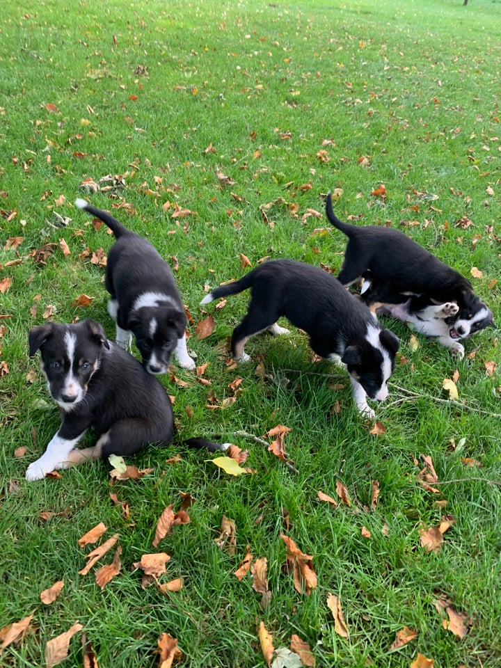 Border collie, hvalpe, 12 uger