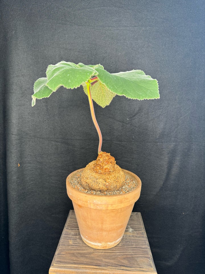 Caudex plante Sinningia bulbosa