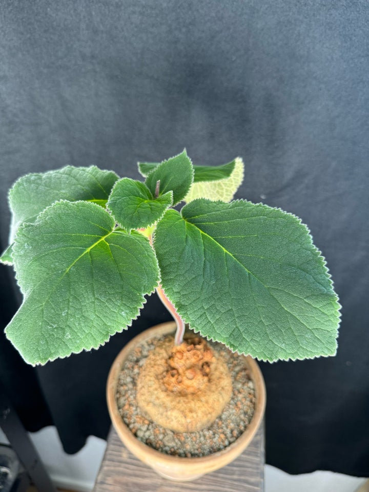 Caudex plante Sinningia bulbosa