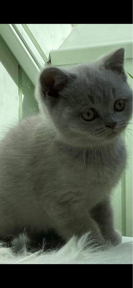 British Shorthair, hunkilling, 4