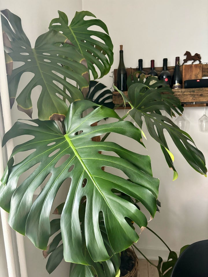 Indendørsplante Monstera