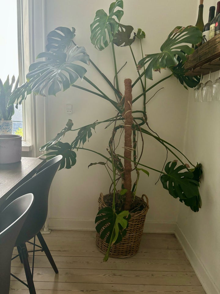 Indendørsplante Monstera