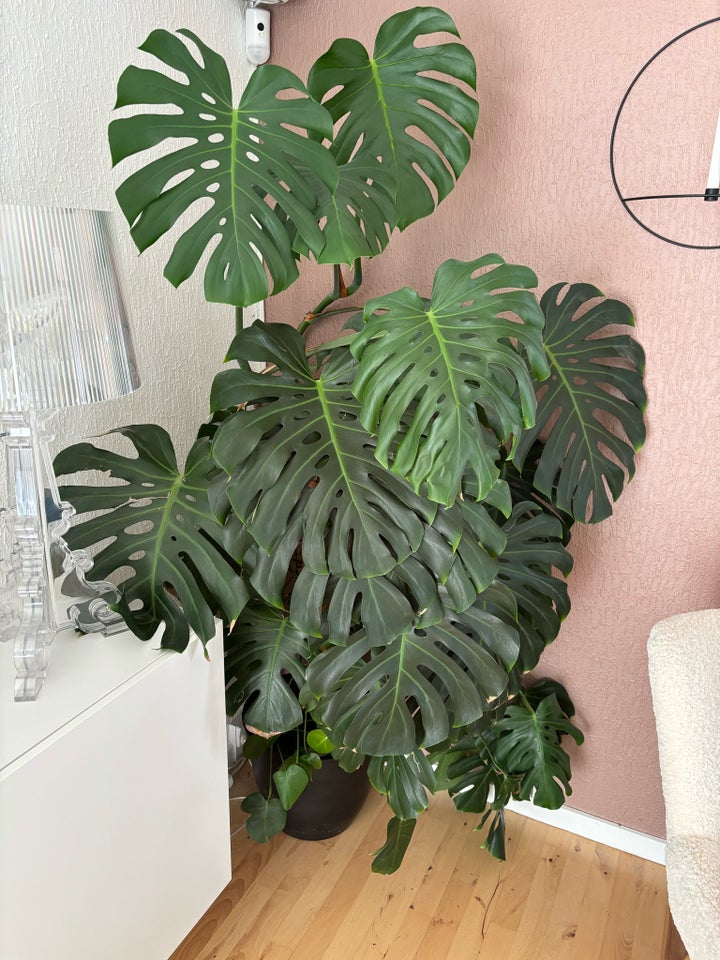 Monstera, Monstera