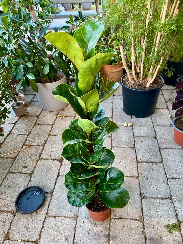 Violinfigen Ficus