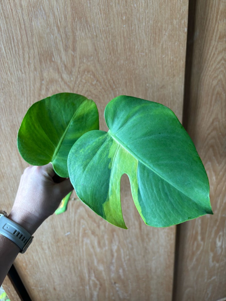 GOG/Aurea Variehata , Monstera