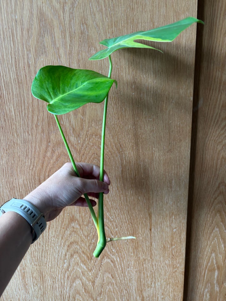 GOG/Aurea Variehata , Monstera