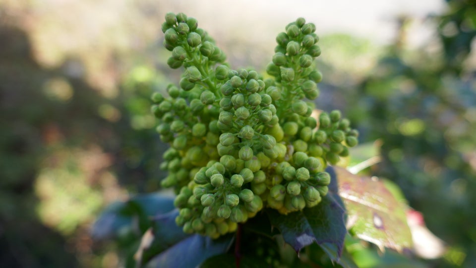 Mahonia, Stedsegrøn Busk