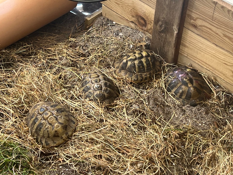 Græske skildpadder