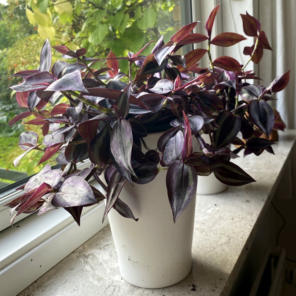 Tradescantia 3 vandrende jøder