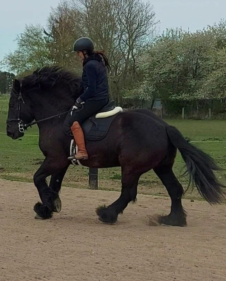 Belgier - koldblod, hoppe, 5 år