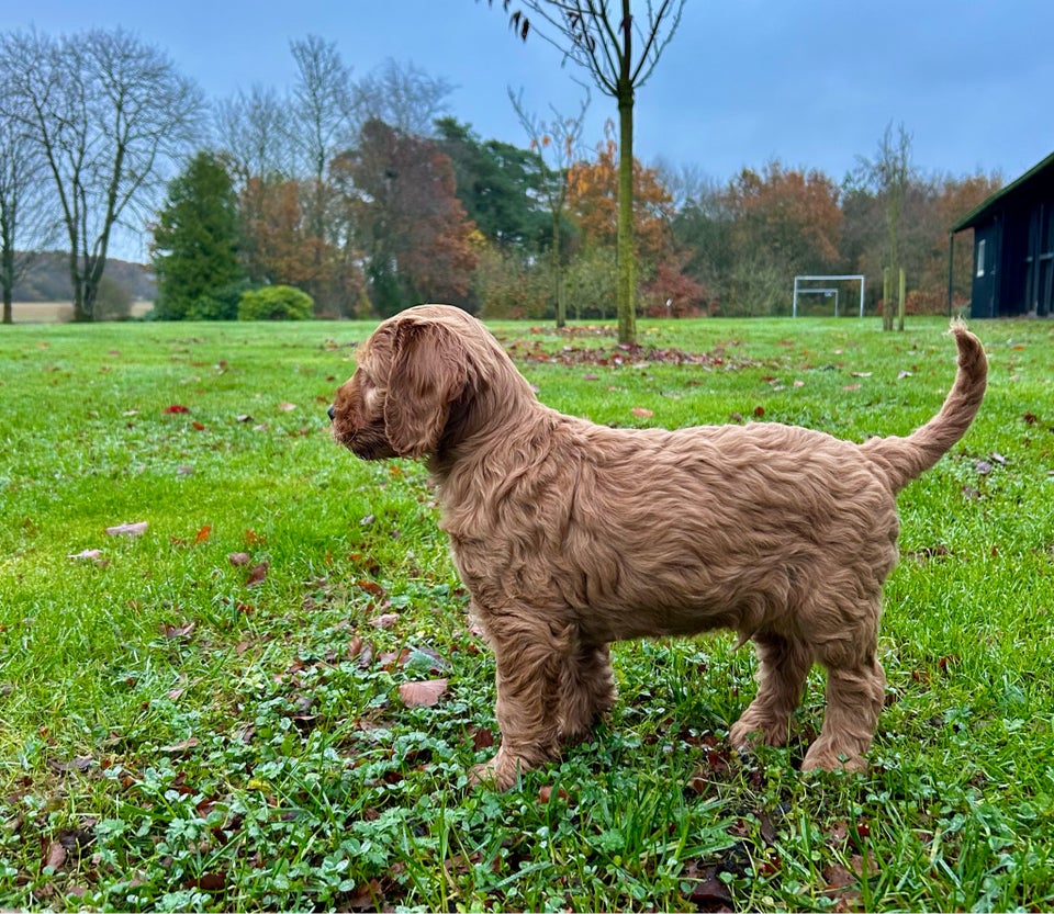 Cockapoo, hvalpe, 10 uger