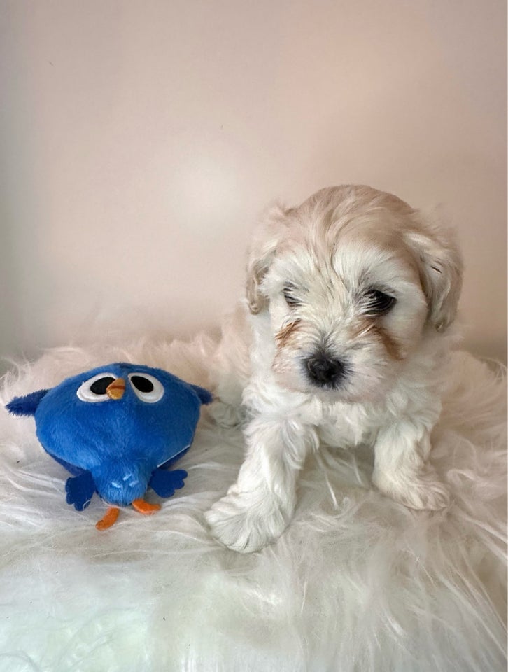 Maltipoo, hvalpe, 7 uger