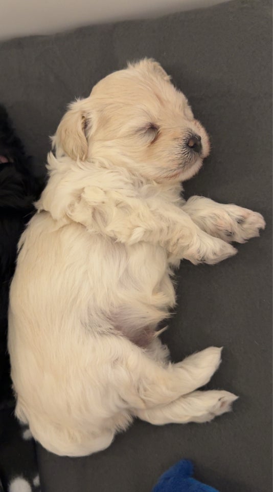 Maltipoo, hvalpe, 7 uger