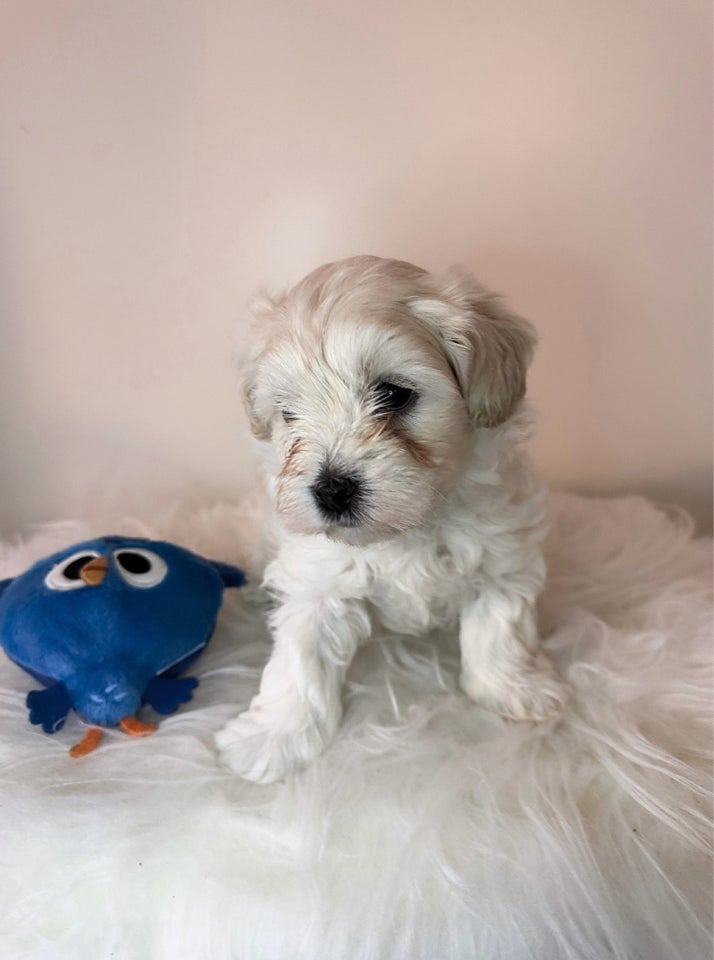 Maltipoo, hvalpe, 7 uger