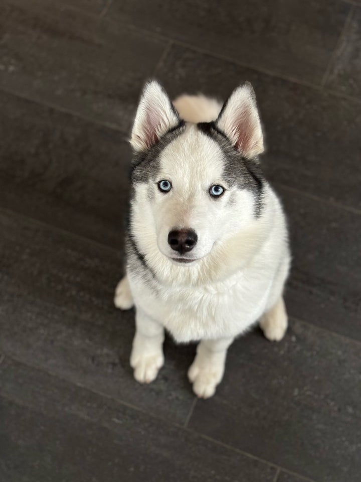 Husky/Samojede, hund, 11 mdr.