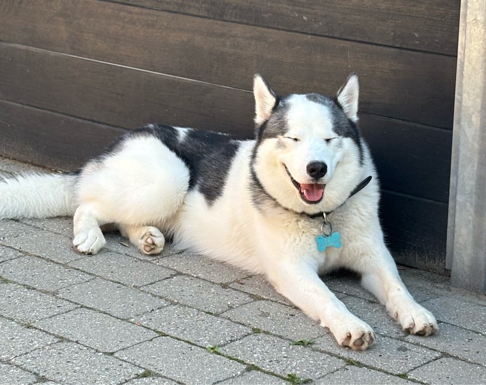 Husky/Samojede, hund, 11 mdr.