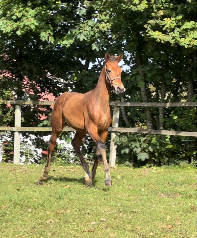 Dansk Varmblod, hingst, 1 år