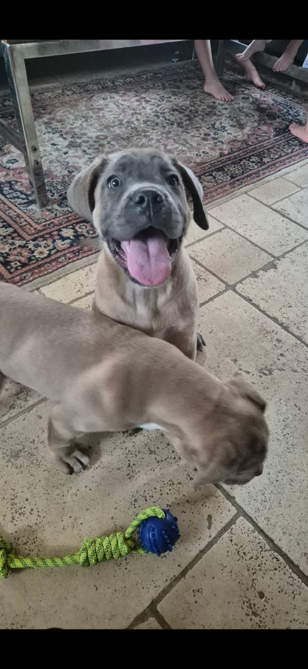 Cane corso + dogo canario, hvalpe,