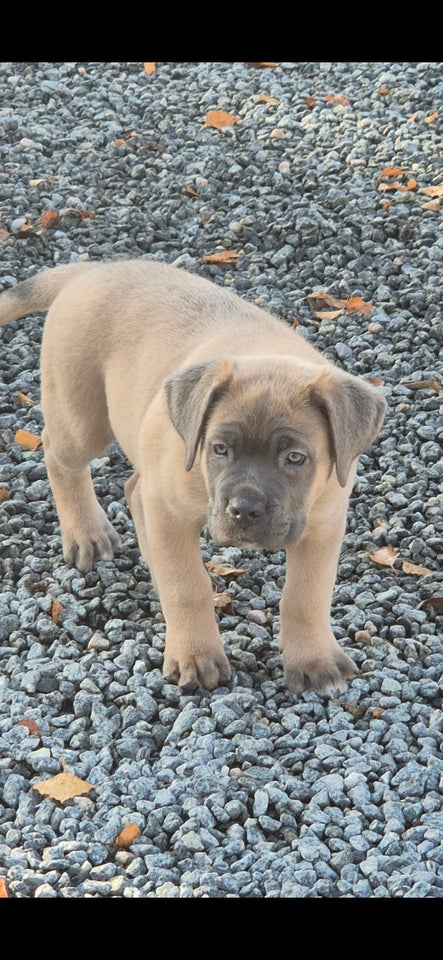 Cane corso + dogo canario, hvalpe,