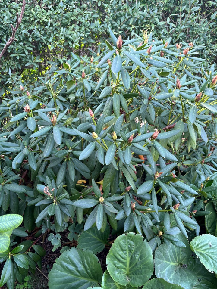 Rhododendron Cunninghams White