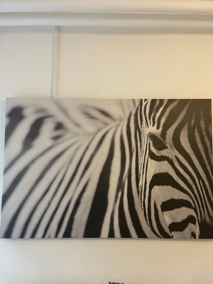 Plakat, motiv: Zebra, b: 78 h: 117