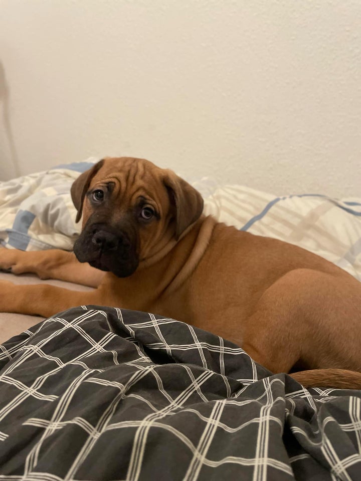 Cane corso/Dogue de Bordeaux og