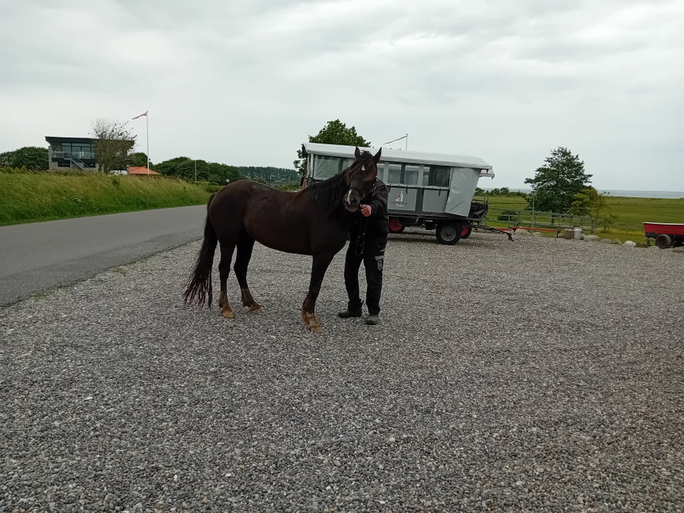 welsh cob