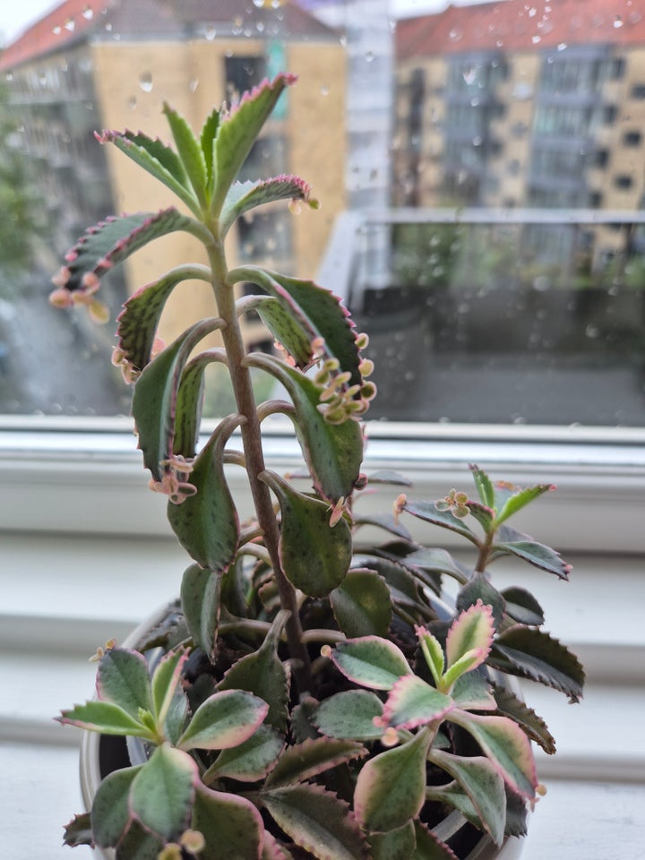 Stueplante, Kalanchoe 'Pink