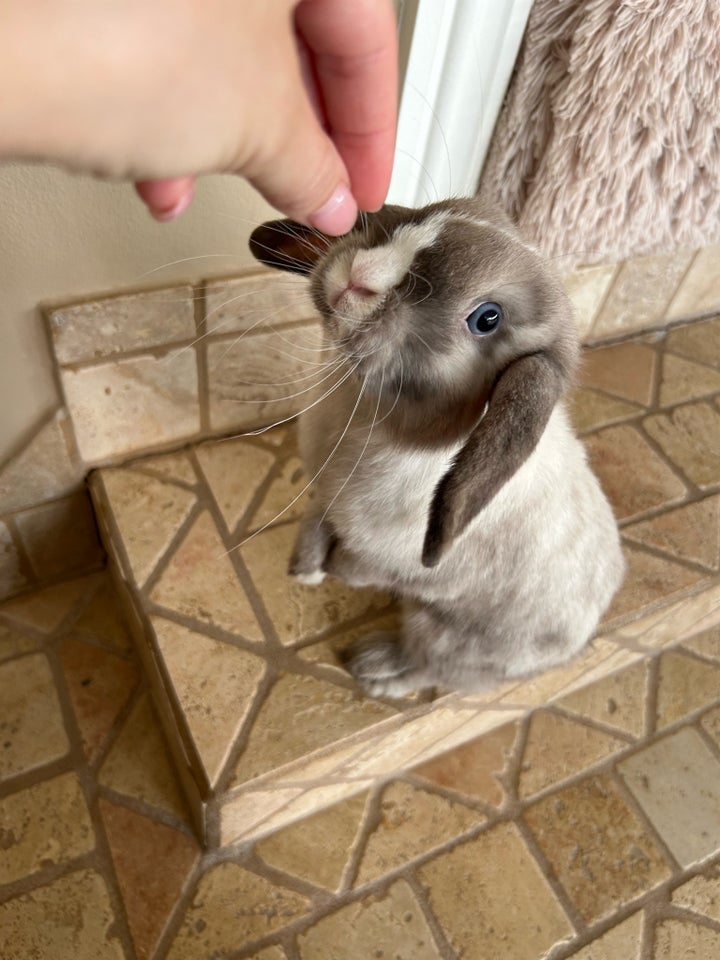 Kanin Mini lop 1 år