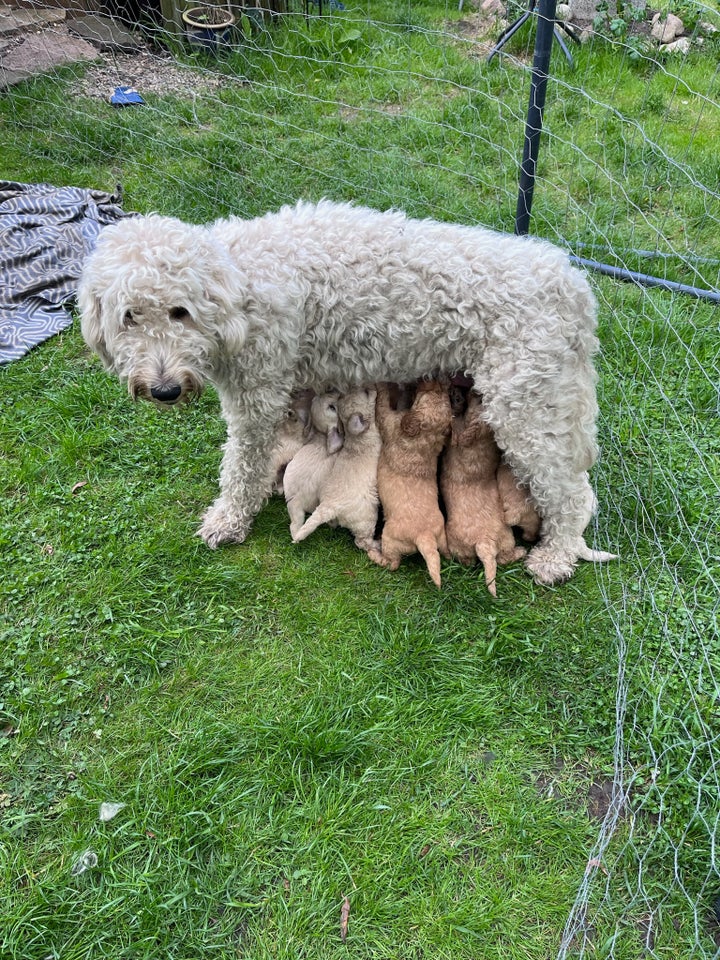 Goldendoodle hvalpe klar ti