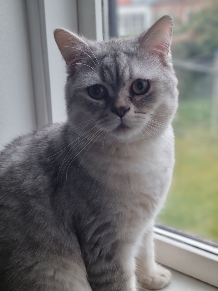 Hankat British shorthair 3 år