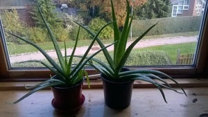 Aloe Vera planter