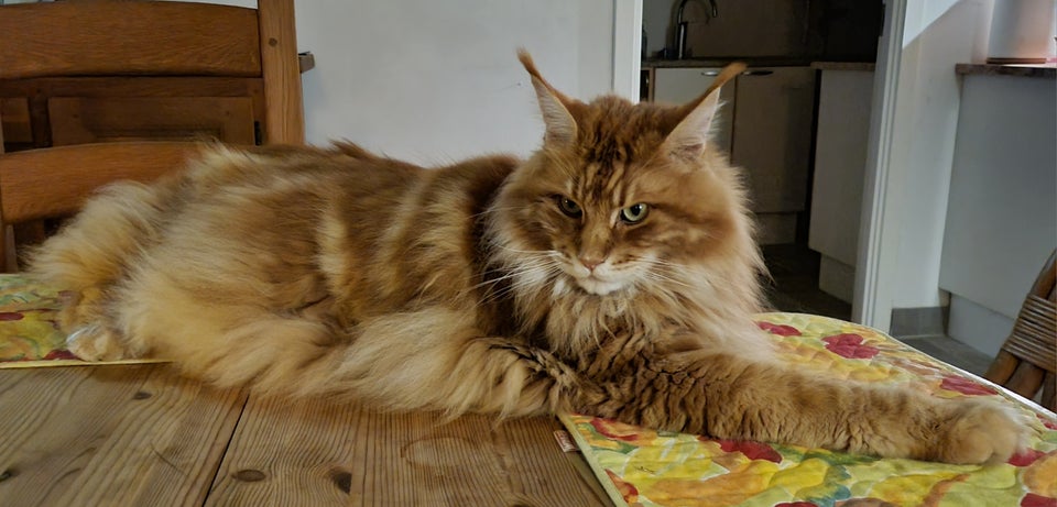 Maine Coon, hankat, 3 år