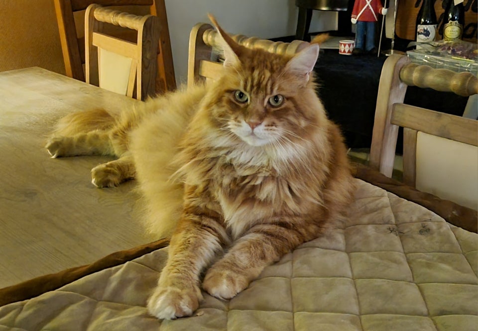 Maine Coon, hankat, 3 år