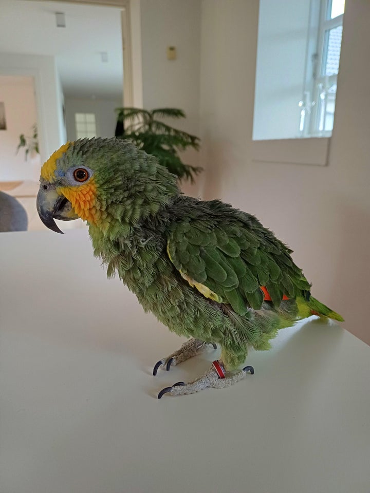 Papegøje Blåpandet amazone 29 år