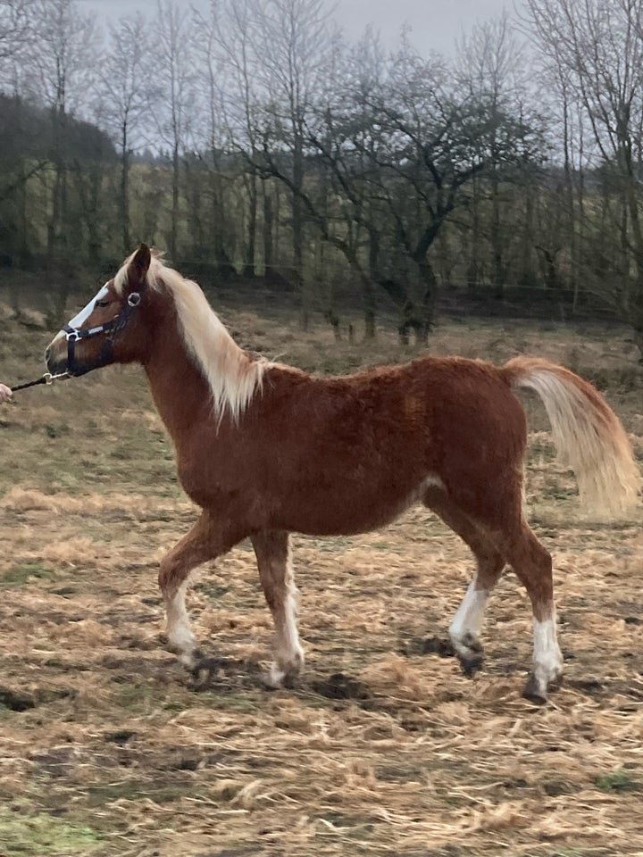 Blanding hingst 1 år