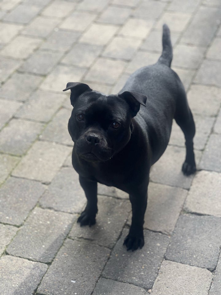 Staffordshire bull terrier, tæve,