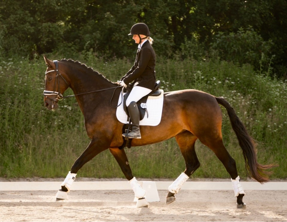 Dansk Varmblod, hoppe, 9 år