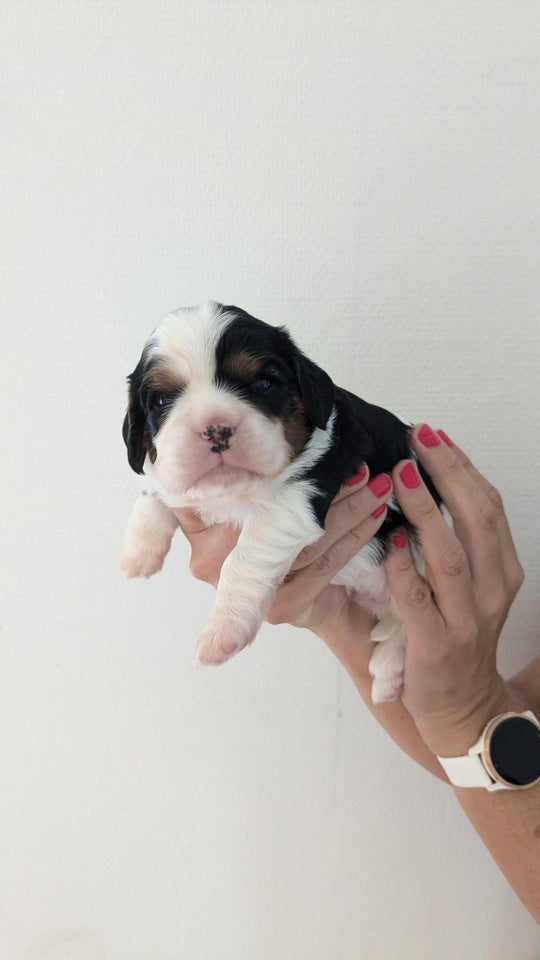 Cavalier king charles spaniel