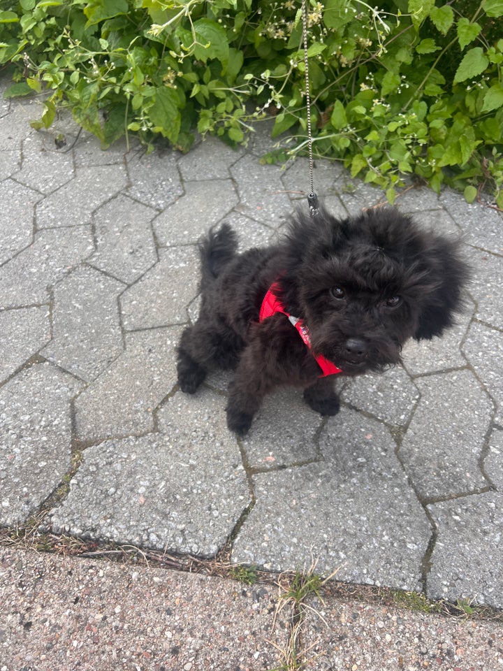 Maltipoo hvalp 6 mdr søger...